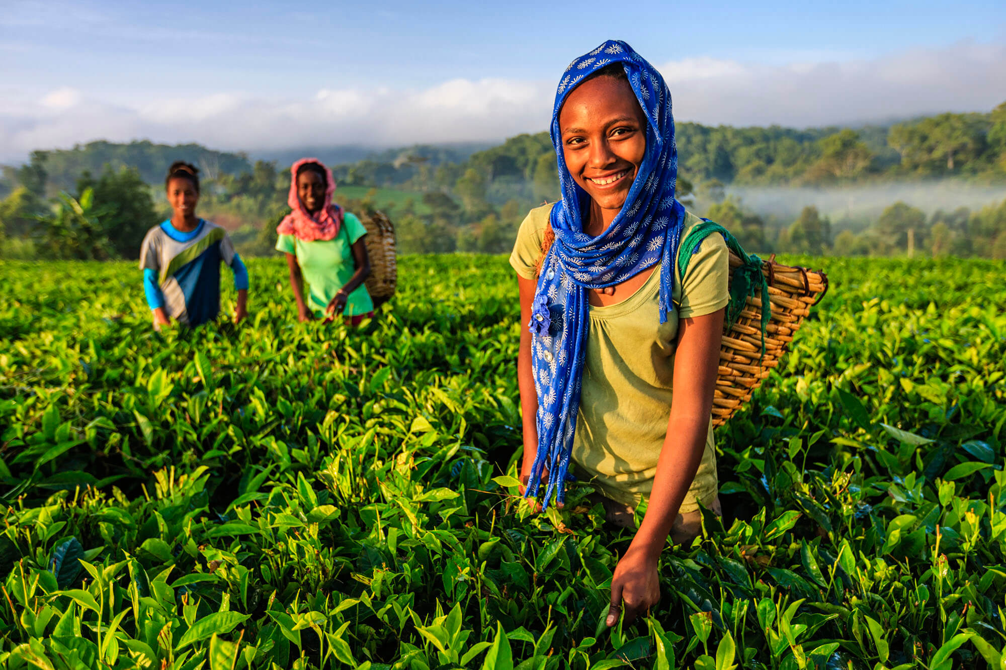 mara tea kenya tea field